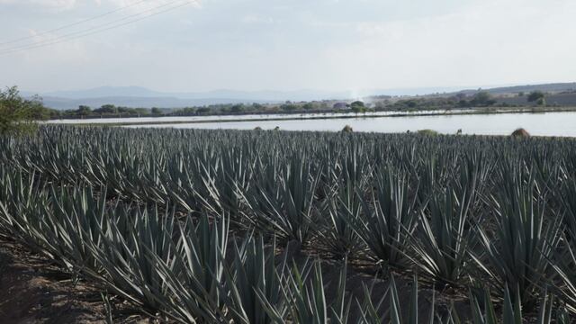 Esta bebida destilada orgullosamente mexicana es la mejor del mundo según Taste Atlas