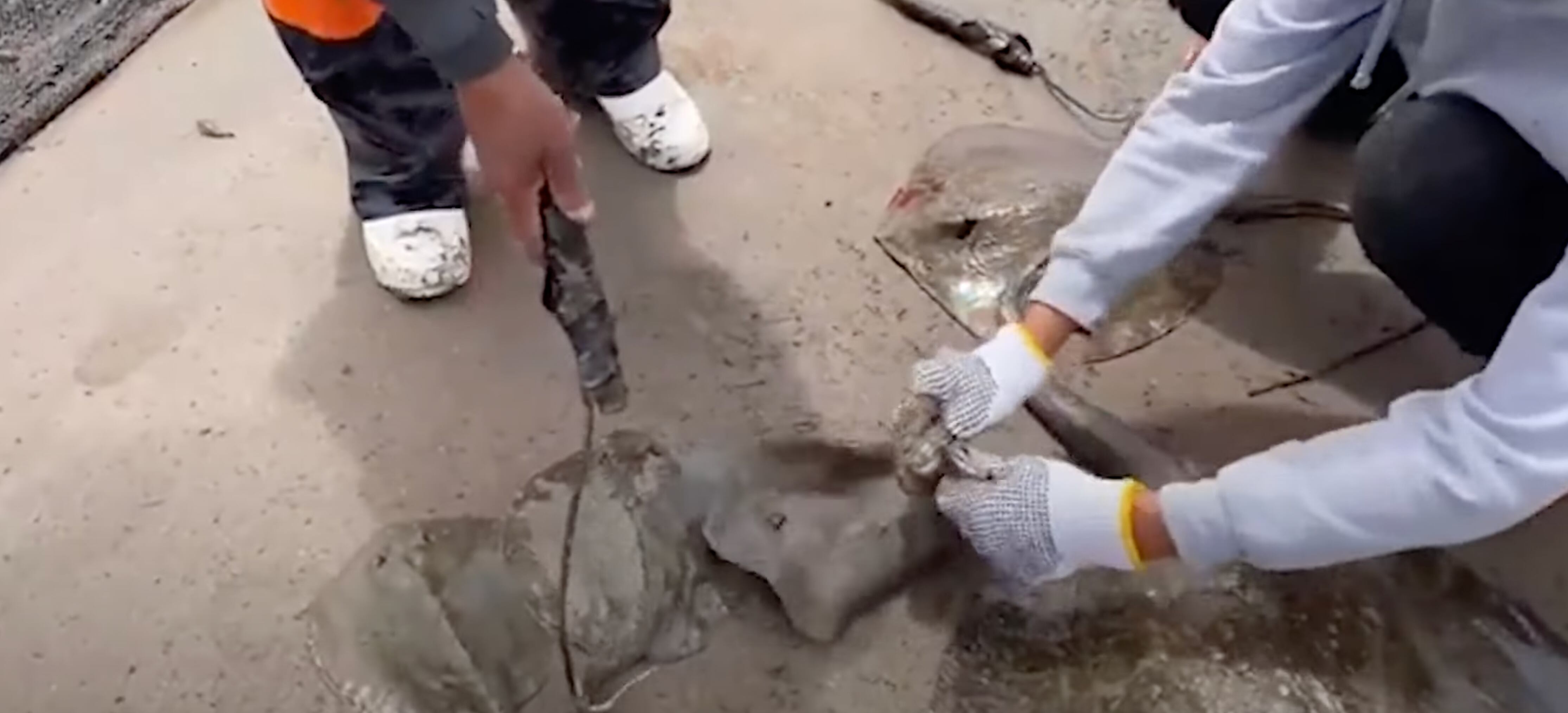 Retiran aguijón a mantarrayas en Huatabampo, Sonora