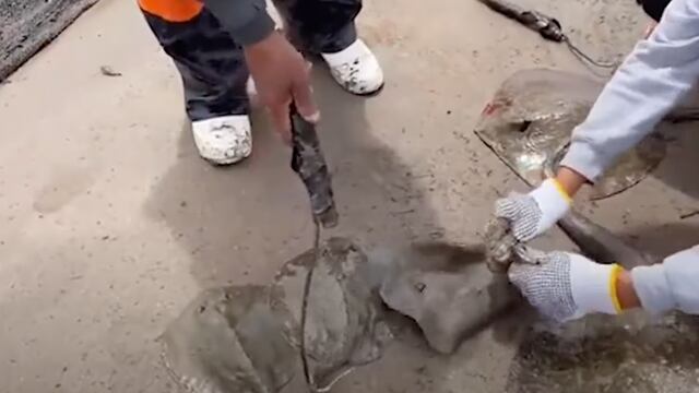 Retiran aguijón a mantarrayas en Huatabampo, Sonora