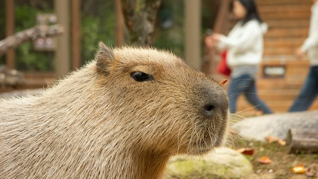 Capibara
