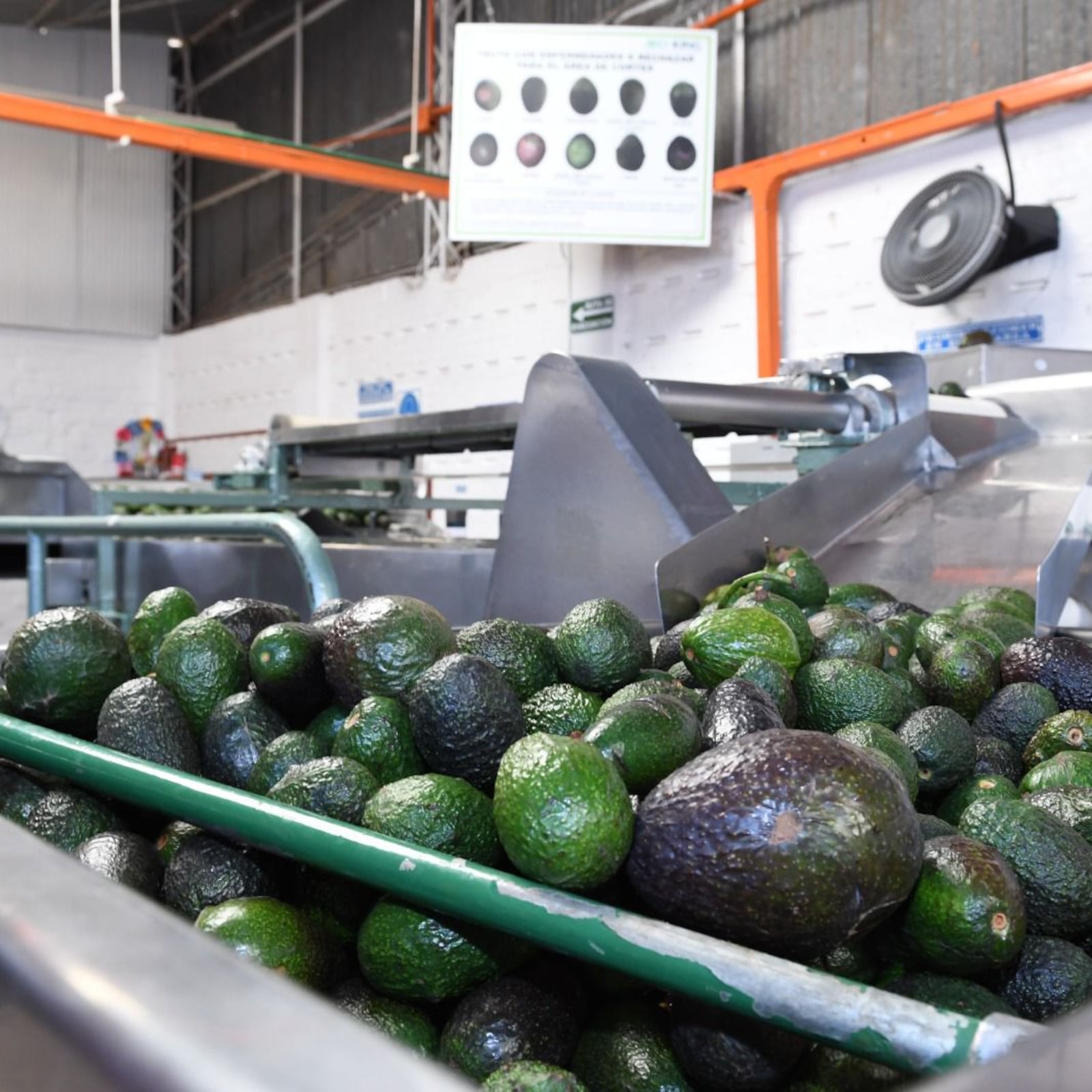 Aguacate del Bienestar, cuota del malestar