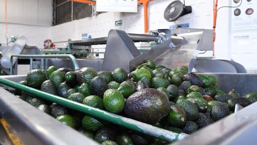 Aguacate del Bienestar, cuota del malestar