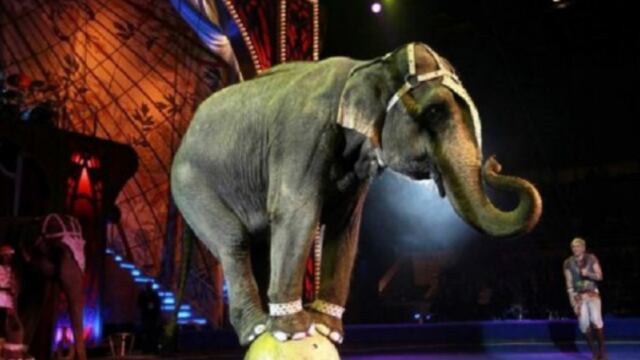 Era igual con los trapecistas o los domadores, con los payasos y los equilibristas, el abuelo se transformaba en un niño que gozaba al máximo con ese espectáculo.