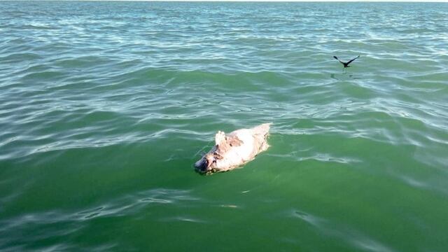 Cadáver de vaquita marina en Golfo de California