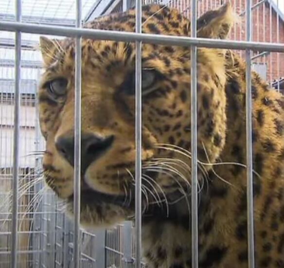 Leopardo