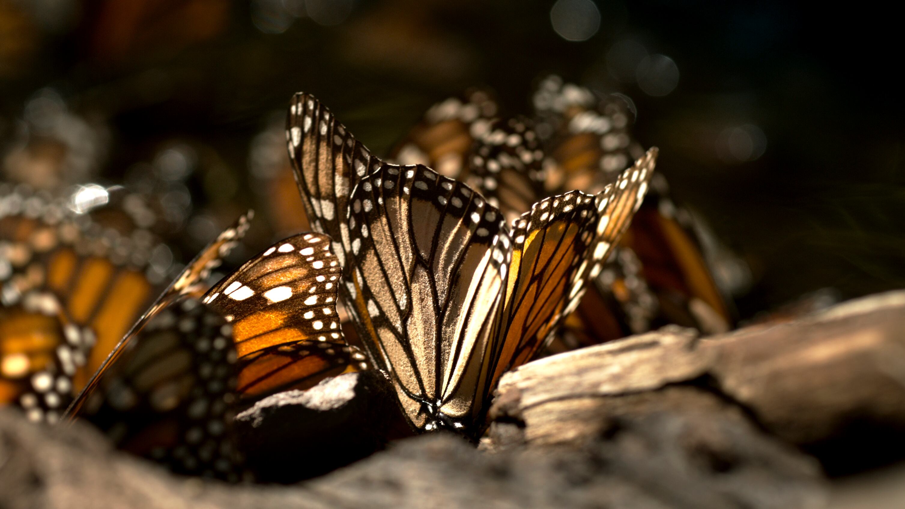 El documental de Homero Gómez, El Guardián de las Monarcas, ya tiene fecha de estreno a 4 años del asesinato del activista mexicano