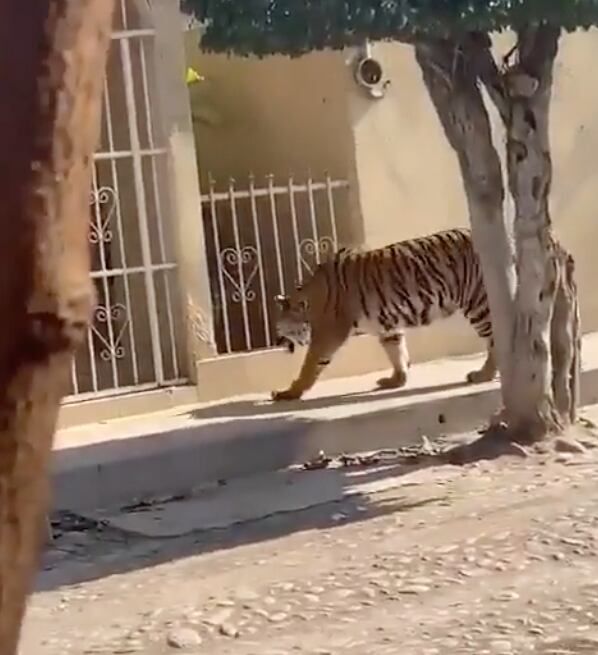 Tigre de Bengala paseando en Nayarit