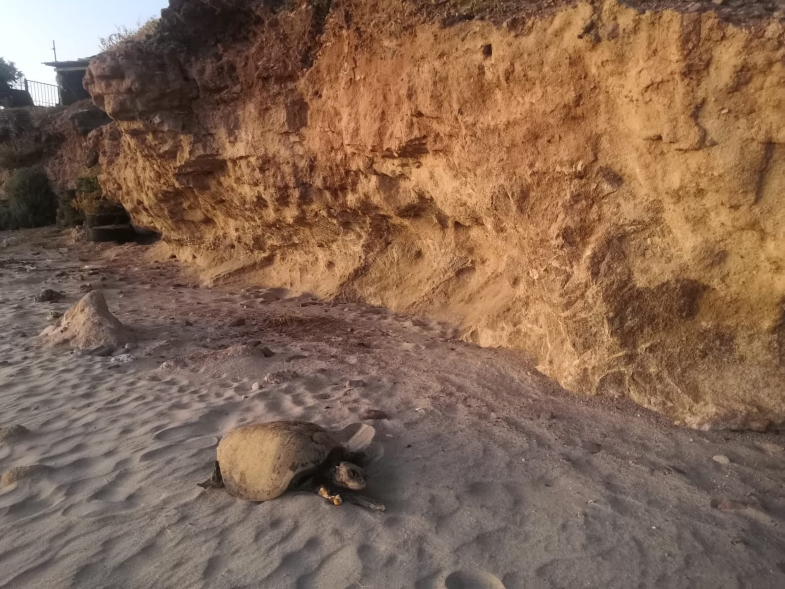 Tortuga muerta