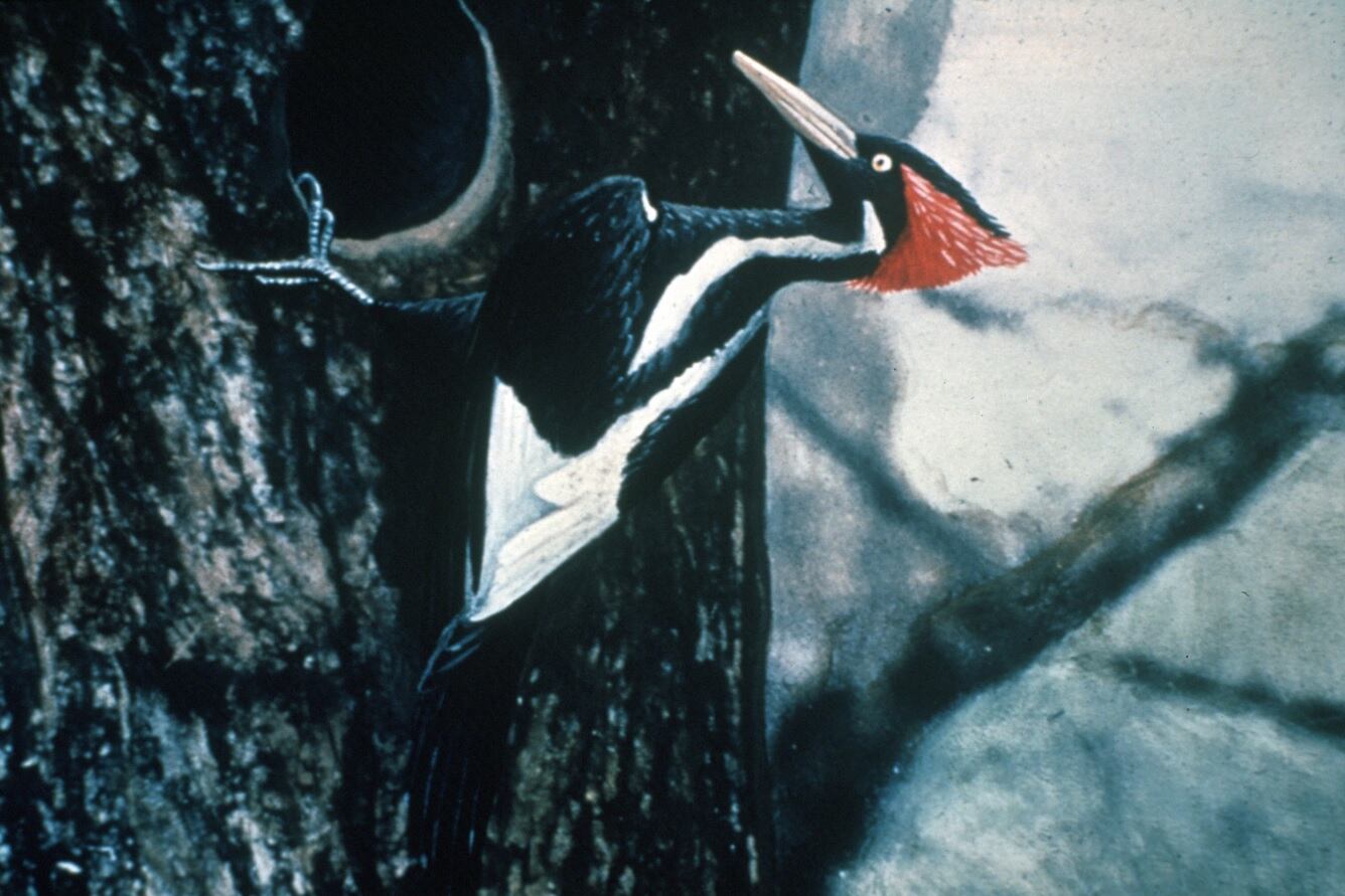 Pájaro carpintero de pico marfil y otras 22 especies están extintas