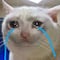 Muchos no alcanzaron boletos para Bad Bunny y los memes no pararon