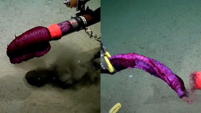 ¿Científicos de Argentina mataron por accidente a ‘batatita’ en vivo de YouTube?