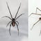 Araña violinista vs viuda negra: ¿Cuál es más peligrosa? 3 características que las hacen diferentes