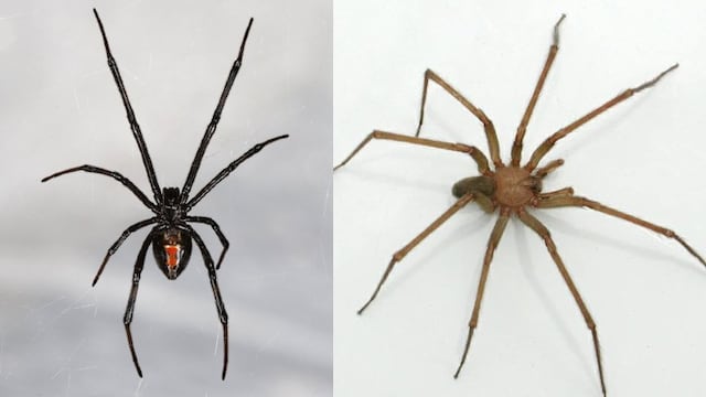 Araña violinista vs viuda negra