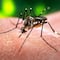 Estados Unidos: Alertan por virus mortal que transmiten mosquitos