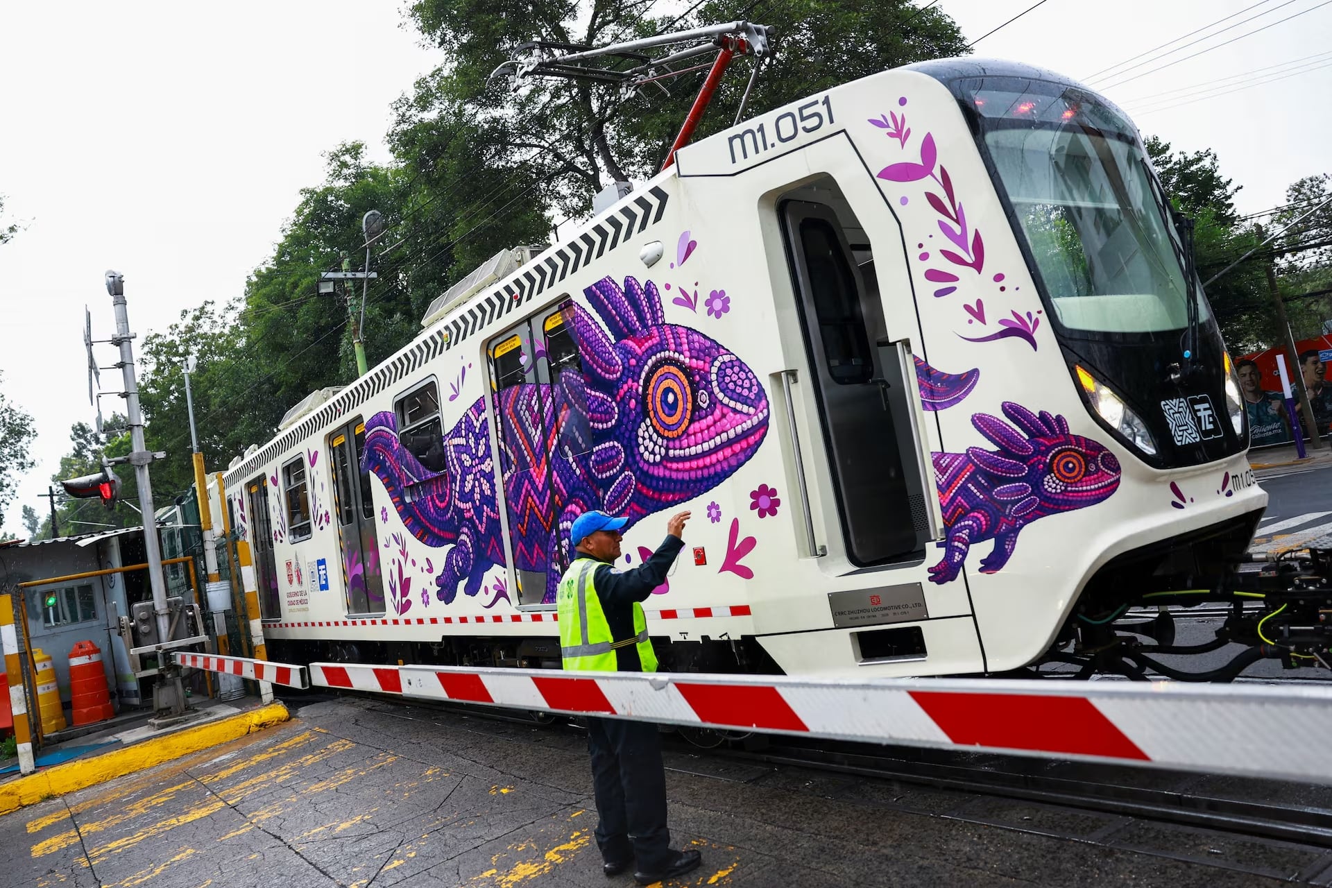 Ajolotes invaden la CDMX por Mundial 20926, pero desaparecen de Xochimilco