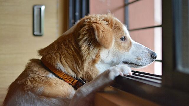 El perro fue llamado como hospital del que es visitante asiduo.
