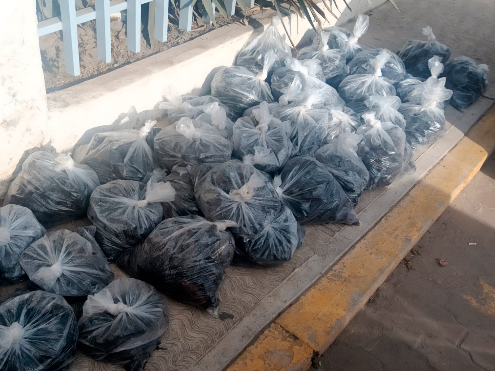 Profepa asegura casi 3 mil ejemplares de pepino de mar.