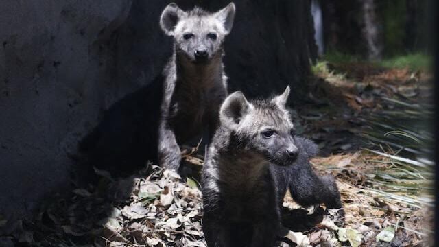 Hienas bebés nacen en Zoológico de Chapultepec