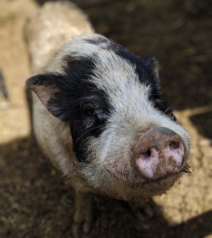 Este mismo año se intentará una cirugía que determinará el futuro de los xenotrasplantes.