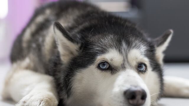 El Husky fue adoptado 24 horas después de ser rescatado