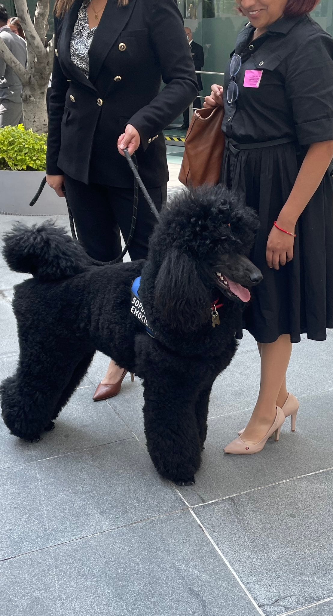 Onix, perro capaz de oler el suicidio