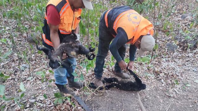 Monos aulladores muertos en México
