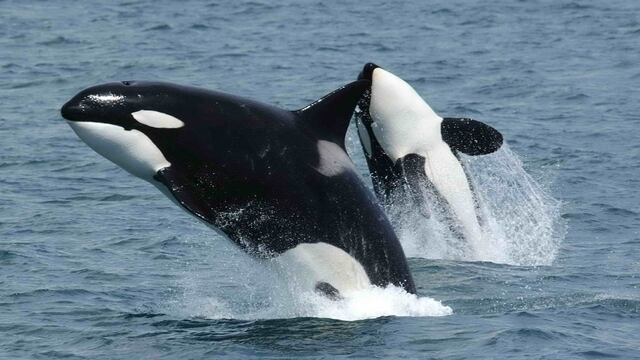 Orcas.
