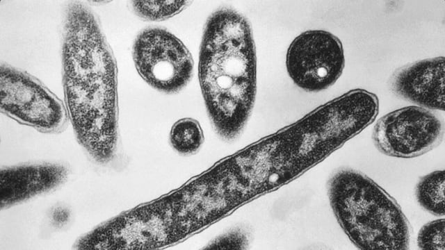 Crecen los casos por brote de bacteria en Nueva York