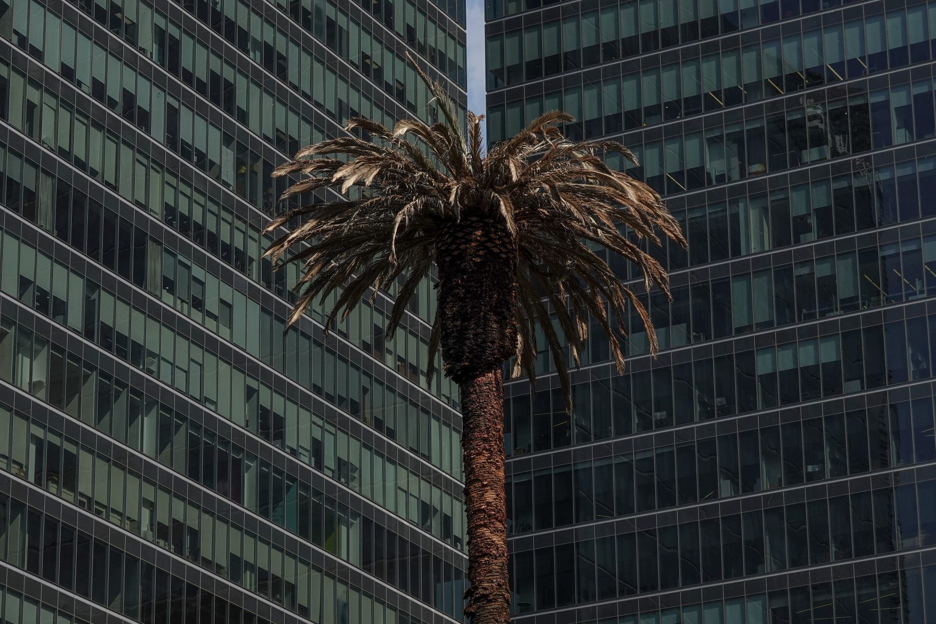 Palmera de la Glorieta de la Palma