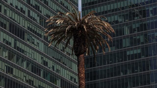 Palmera de la Glorieta de la Palma