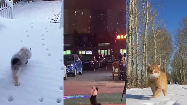 Gato jugando en la nieve