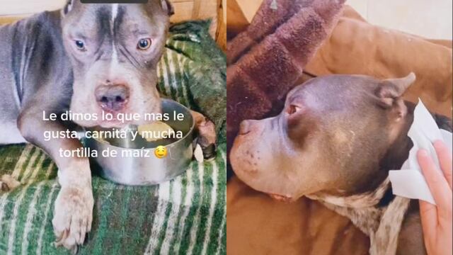 Despedida del perro Nookie