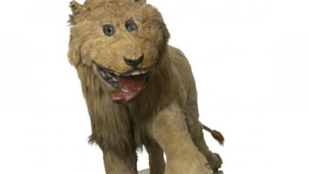 El taxidermista que nunca había visto un león y tuvo que disecar uno