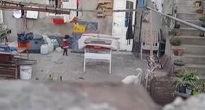 El perro de su vecino actúa como humano cuando nadie lo ve