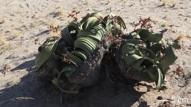 Planta Welwitschia