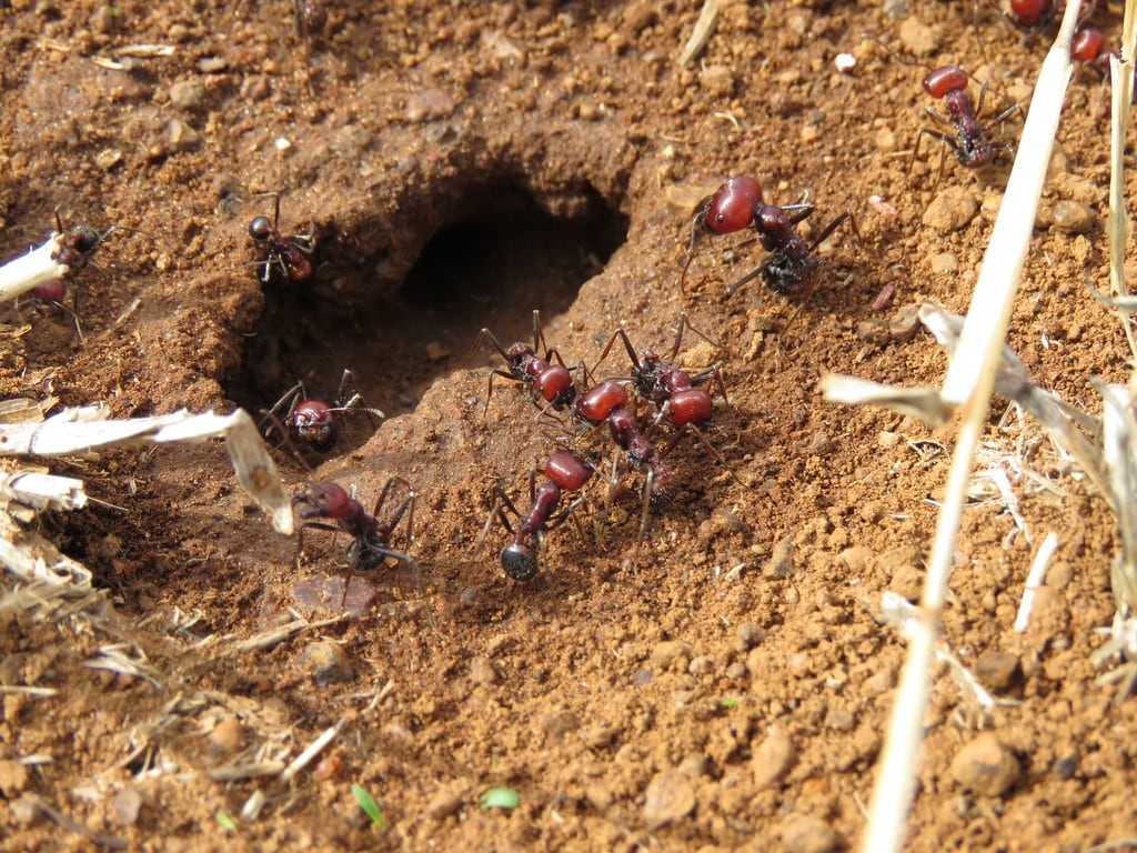 Tráfico de hormigas existe y estos son los primeros detenidos