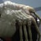 ¿Cuántas especies de Facehugger existen? El alien que inspiró al ‘aguijón pica jopo’