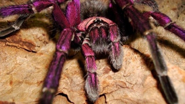 ¿Cómo tener a una araña de mascota?