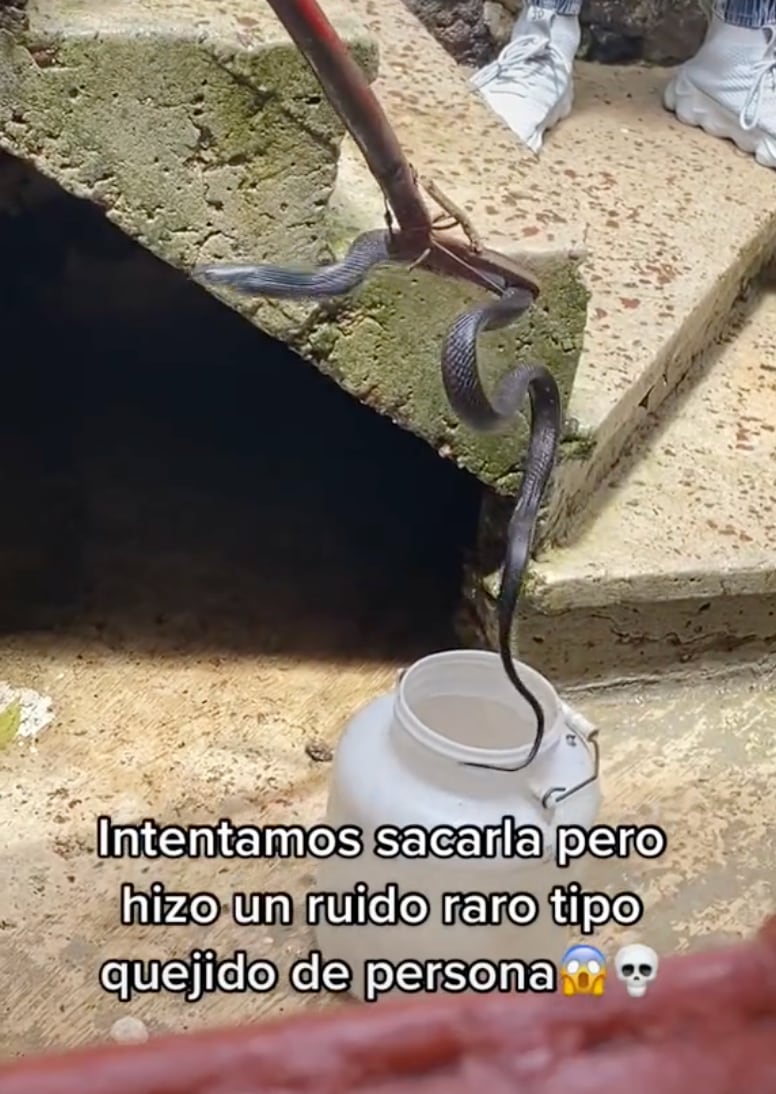 Víbora que podría ser un nahual en TikTok