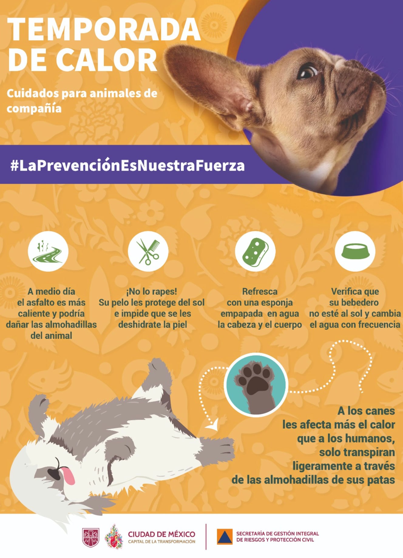 Secretaría de Gestión Integral de Riesgos y Protección Civil comparte recomendaciones para el cuidado de mascotas durante ola de calor