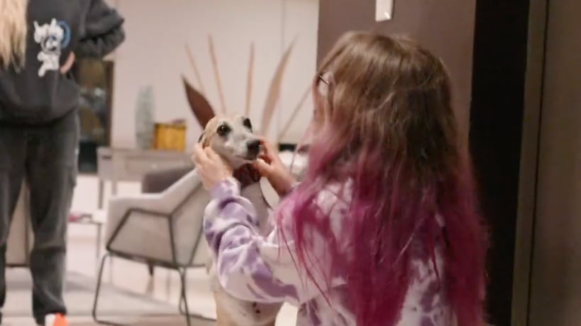 YosStop se reencuentra con sus perros