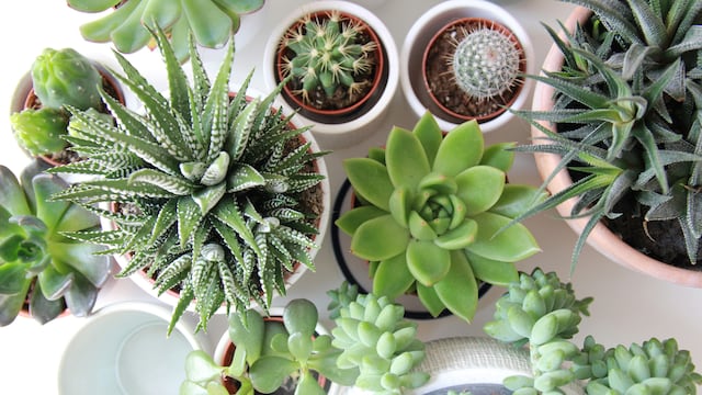 Plantas para principiantes