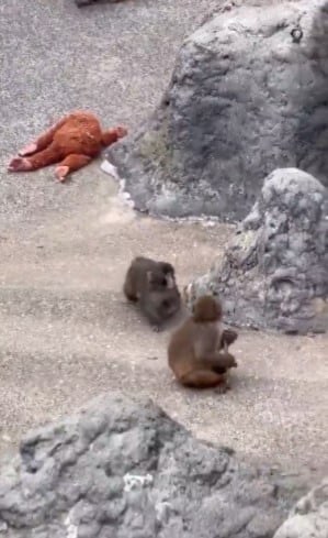 Punch, mono japonés que adoptó un peluche