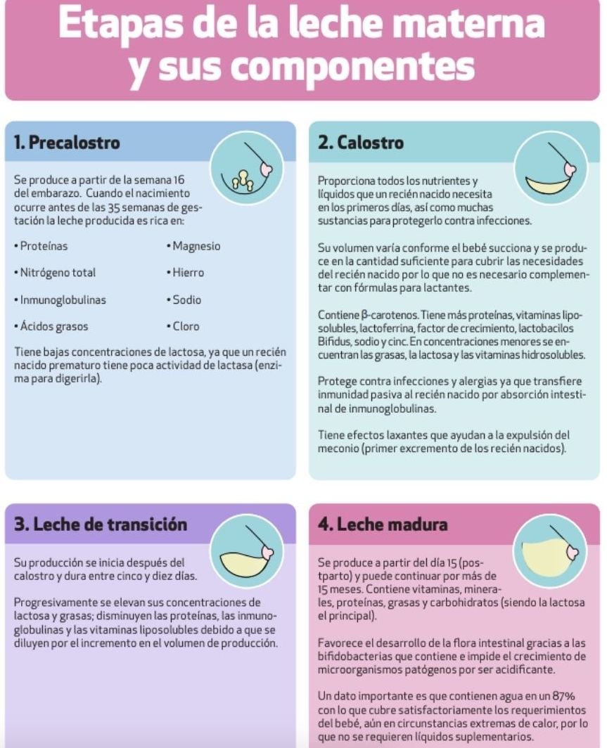Etapas de la leche materna