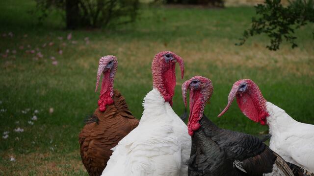 Este 23 de noviembre se celebra Día de Acción de Gracias