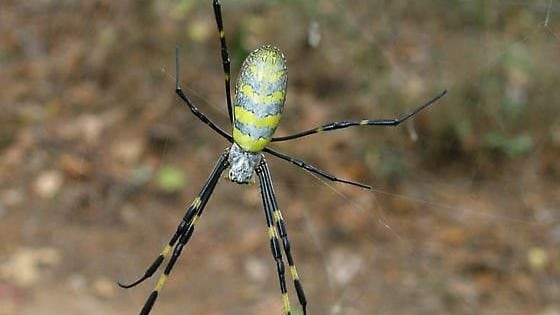 ¿La araña joro es venenosa? Voladora y gigante causa terror en este lugar