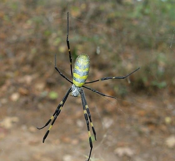 ¿La araña joro es venenosa? Voladora y gigante causa terror en este lugar