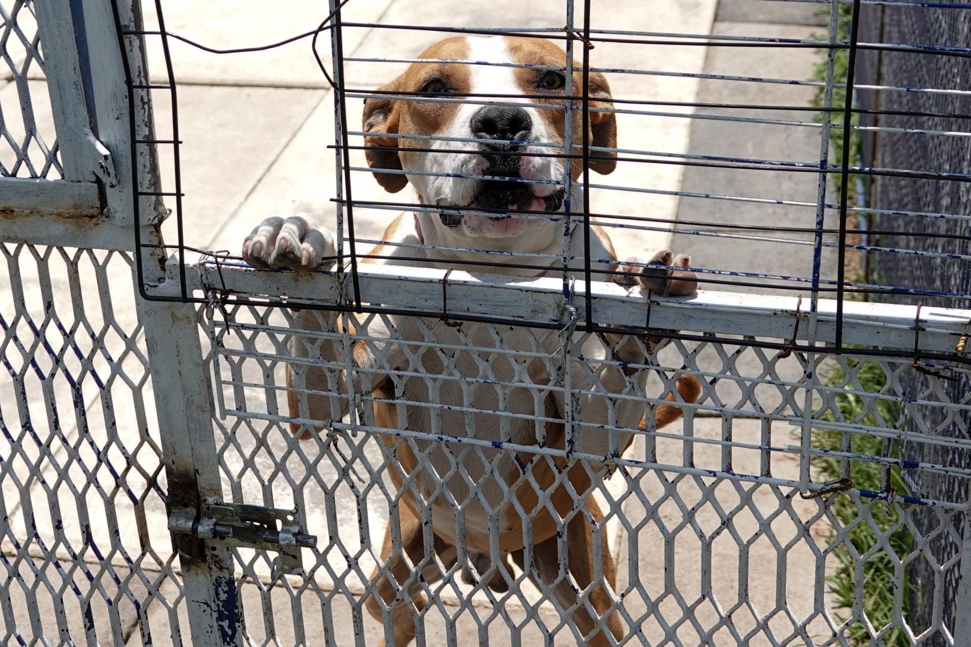 Perrito