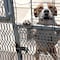 España: Investigan a falso veterinario por drenar la sangre de 500 perros hasta la muerte