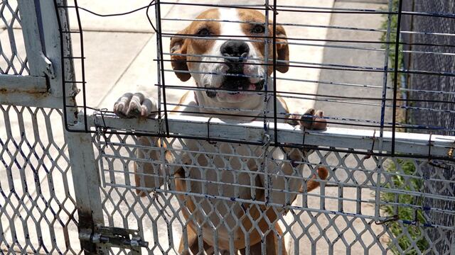 Un perro resguardado